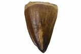 Fossil Mosasaur (Prognathodon) Tooth - Top Quality #114161-1